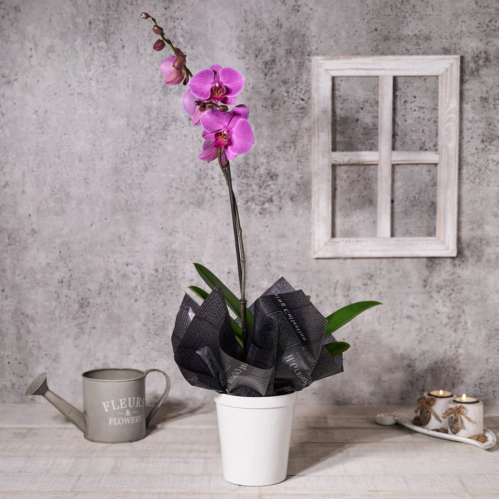 Elegant Purple Orchid Potted Plant
