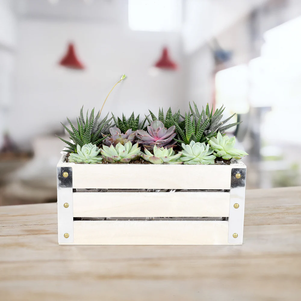 Living Greens Succulent Garden Gift Crate